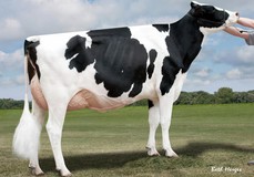 Harvue Dundee Foxy EX-92