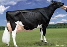 Harvue Roy Frosty EX-97