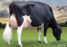 Harvue Roy Frosty EX-97