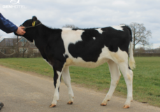 Holbra 3STAR Havela VG-85