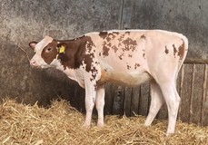 3STAR HWH Brigit P Red