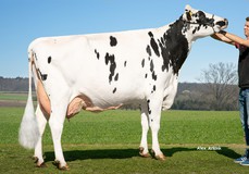 HLB Bermuda VG-85