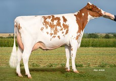 HLB Palemo P Red GP-84