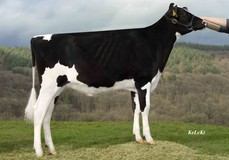 HLM Lulu VG-85