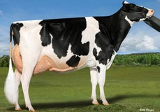 Ladyrose Caught Your Eye-Et EX-95