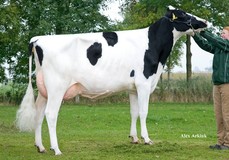 Holbra Atwood Patty VG-88