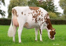 Holbra Hipo Rosi Red VG-87