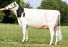 Holbra Joy VG-87