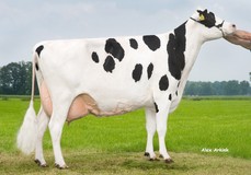 Holbra Malon VG-87