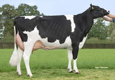 Holbra Malon 17 VG-87