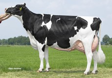 Holbra Malon 3 VG-88