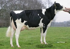 Holbra Manoa VG-85