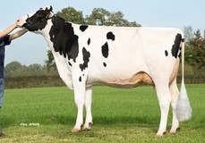 Koepon Crisalis Range 91 VG-85