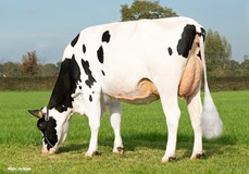 Koepon Crisalis Range 91 VG-85