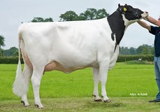 Holbra Sana  VG-89