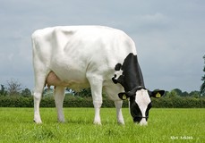 Holbra Sana  VG-89