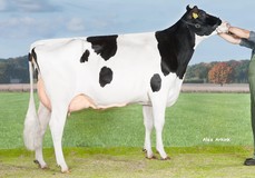 Holbra Sandian VG-88