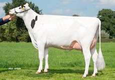 Holbra Sandoya VG-86