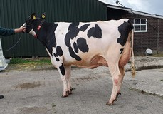 Holbra Sonya 2 EX-91