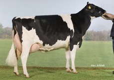 Holec Blackrose Trina RDC VG-88