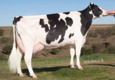 Jenniton Bolton Rowena EX-90