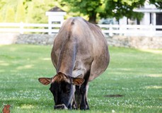 Huronia Centurion Veronica EX-97 Huronia Centurion Veronica EX-97