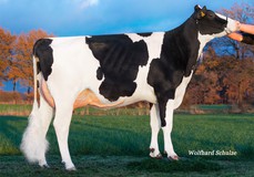 HWH 3STAR Ella P RDC  VG-89