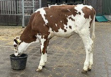 ZB Lucia Red
