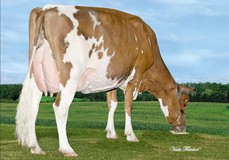 Islehaven Gold Dancer-Red VG-88
