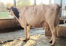 Jacobs Ashby Shally VG-88