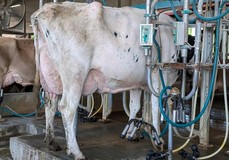 Jacobs Ashby Shally EX-91