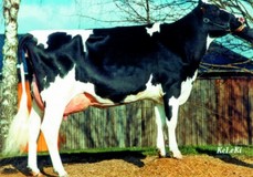 Jelykoe EX-90 Jelykoe EX-90