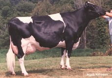 Jeta Commotion Cupid-ET VG-88