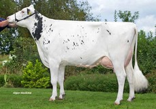 JHS Rusty 17 VG-85