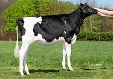 JK DG Carmen (heifer pic) VG-85 JK DG Carmen (heifer pic) VG-85