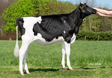 JK DG Carmen (heifer pic) VG-85