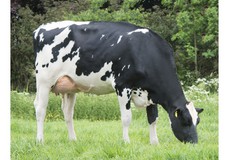 JK Eder Elisa 1 VG-87