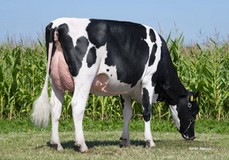 JK Eder Evalyn EX-91