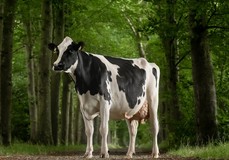 JK Eder Medley Evalyn 1