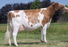 JK Eder Rocca Roxinne 1 Red EX-90