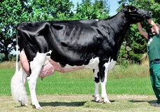 Joy 113 EX-91