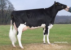 Joy 113 EX-91