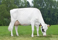 Joy Now RDC VG-86