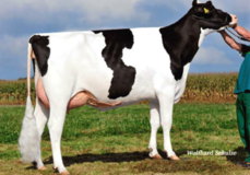 Joyana VG-85