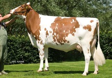 JU Lonia 140 EX-90 JU Lonia 140 EX-90