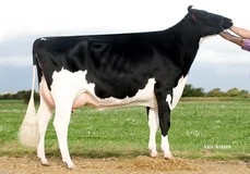 Padkaer RZG Julie VG-89 Padkaer RZG Julie VG-89