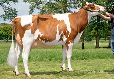 Kalibra SX 5631 Red VG-87