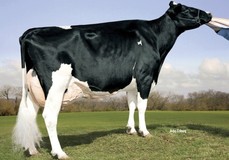 Kamps-Hollow Durham Altitude EX-95 Kamps-Hollow Durham Altitude EX-95