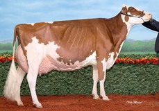 Kawartha Armani Memory Red EX-92