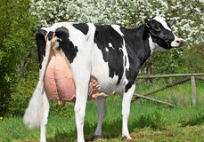 KHE I'm Good VG-88